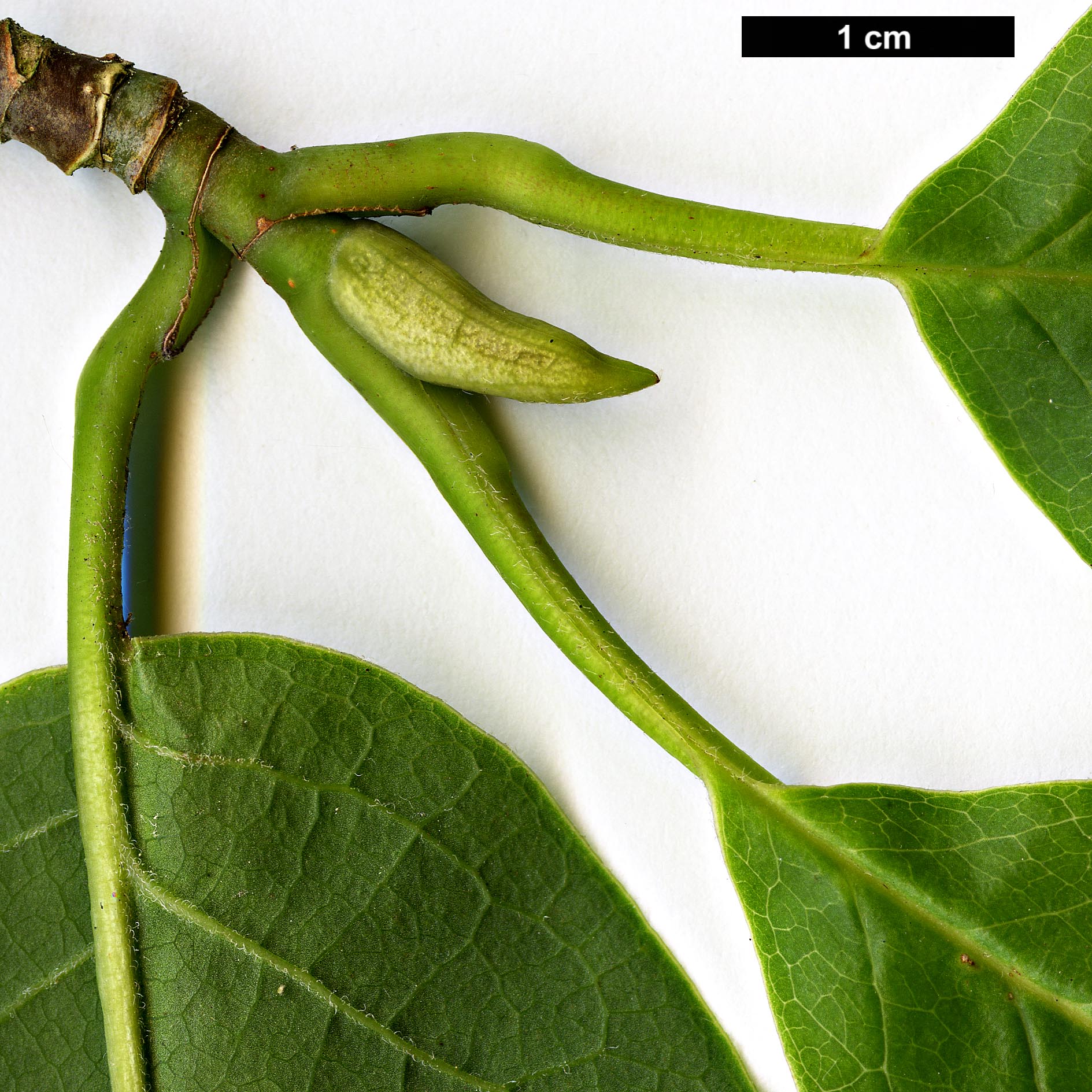 High resolution image: Family: Magnoliaceae - Genus: Magnolia - Taxon: ×veitchii - SpeciesSub: 'Peter Veitch' (M.campbellii × M.denudata)